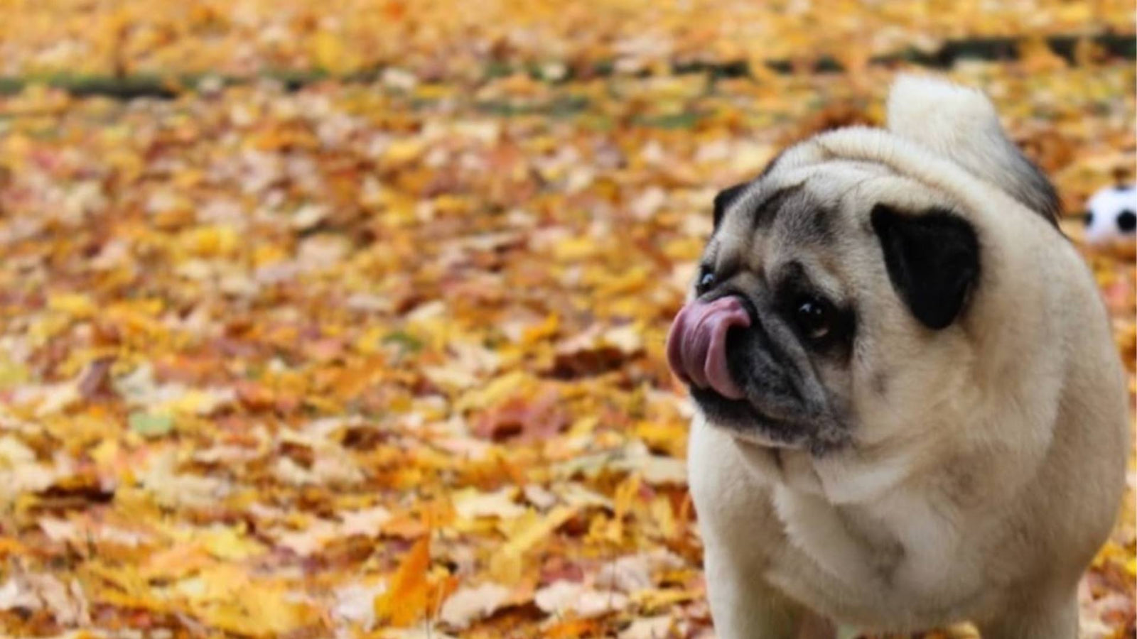 A pug licks his nose and stands in a pile of fallen orange leaves.