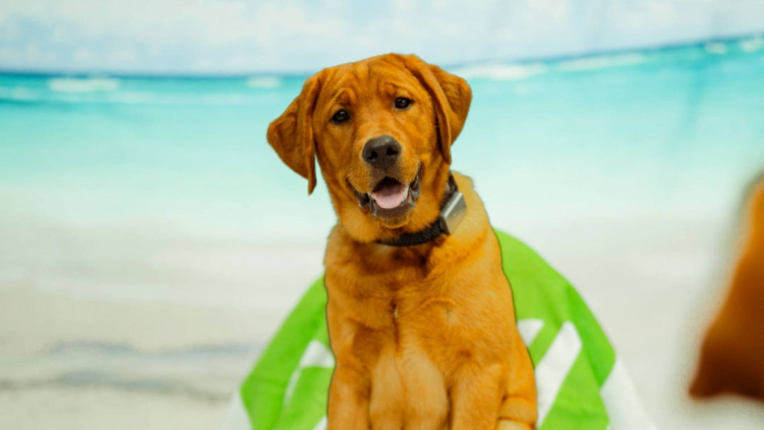 A dog sits in front of a tapestry with a beach design.