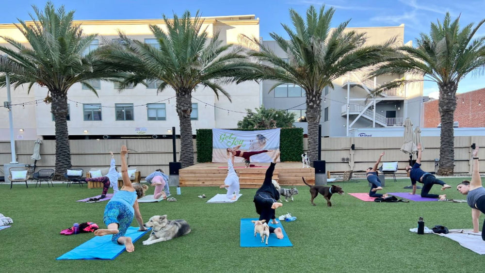 A group of people do yoga on grass with their dogs next to them, demonstrating pet wellness.