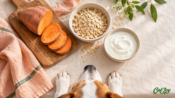 Sweet potato, oats and plain yogurt on cream linen with a curious terrier peeking in