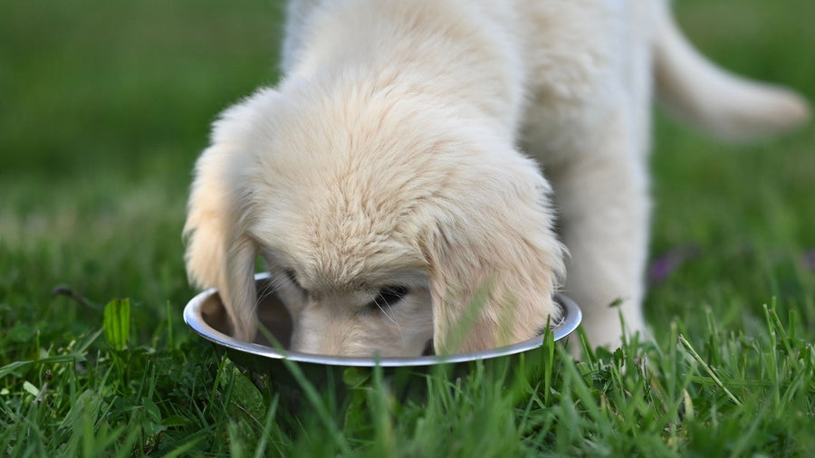 Dog resting comfortably after an easily digestible, gut-friendly meal