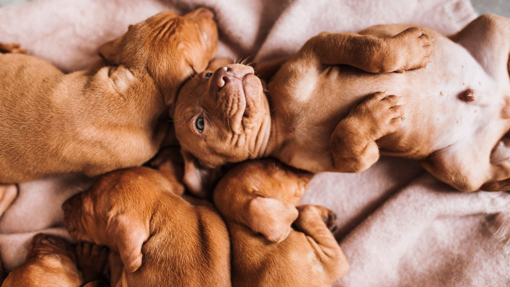 3 Tips for Kickstarting Gut Health in Your Puppy