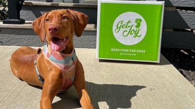 A puppy sits patiently with his tongue out next to a green and white box of Get Joy's dog food.