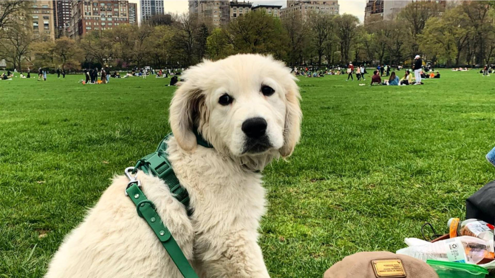 A small puppy sits in green grass during a puppy behavior training class.