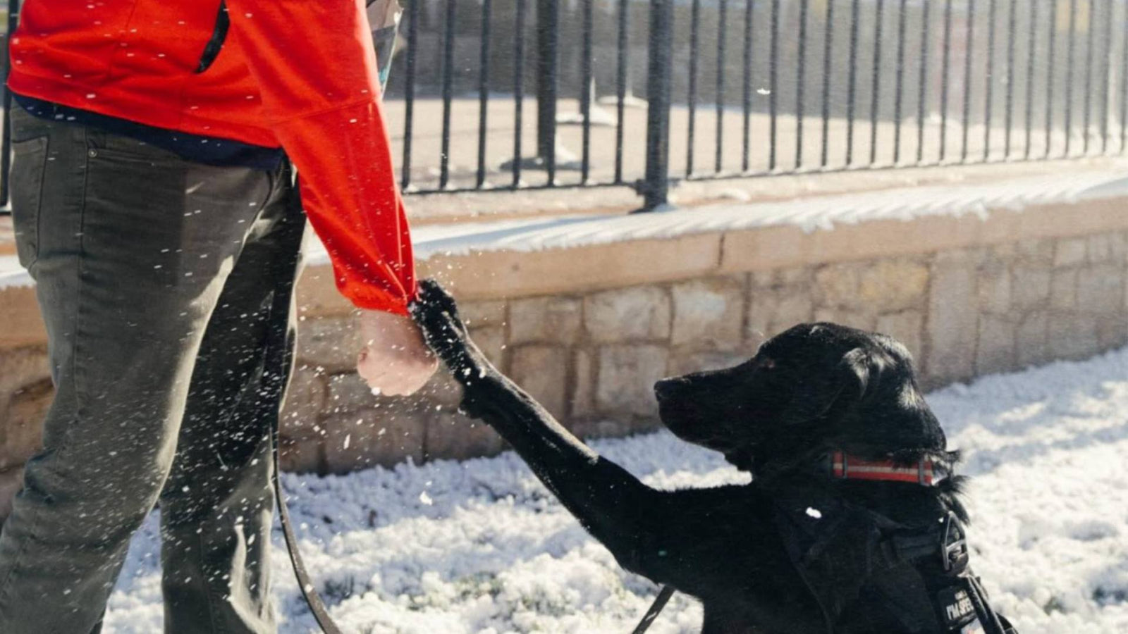 A black lab high fives a person wearing gray pants and a red jacket. They both stand outside and there is snow on the ground.