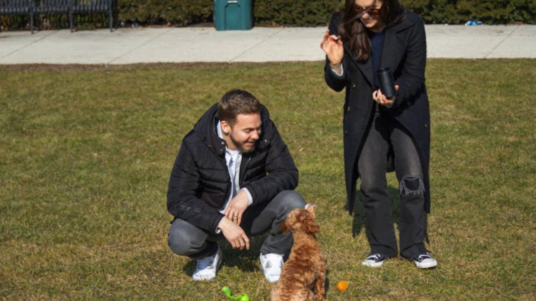 Two puppy parents potty train their small dog outside on a patch of green grass.