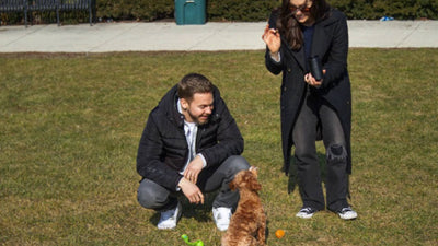 Two puppy parents potty train their small dog outside on a patch of green grass.