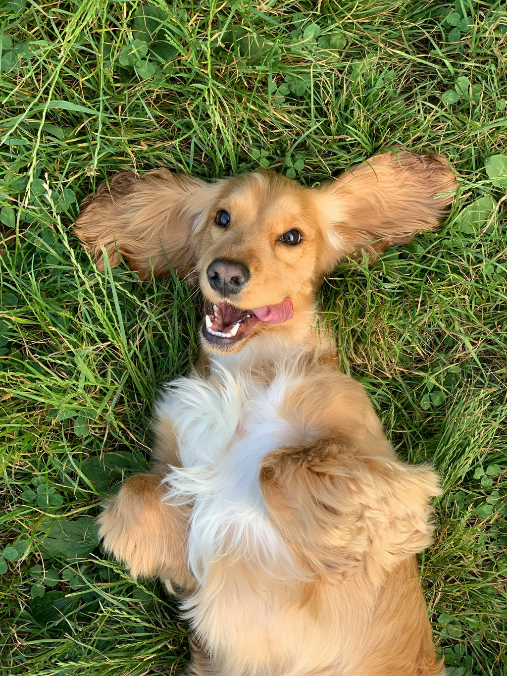 Spring Allergies in Dogs
