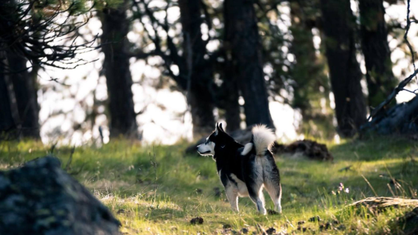 A Husky dog stands in the woods on a grassy area and looking in the distance.