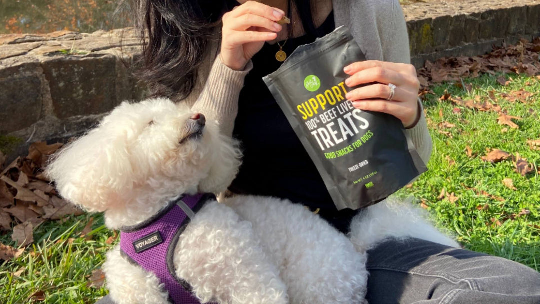 A fluffy white dog sits on his owner's lap while wearing a purple harness and looks up at a black bag of Get Joy's dog treats.