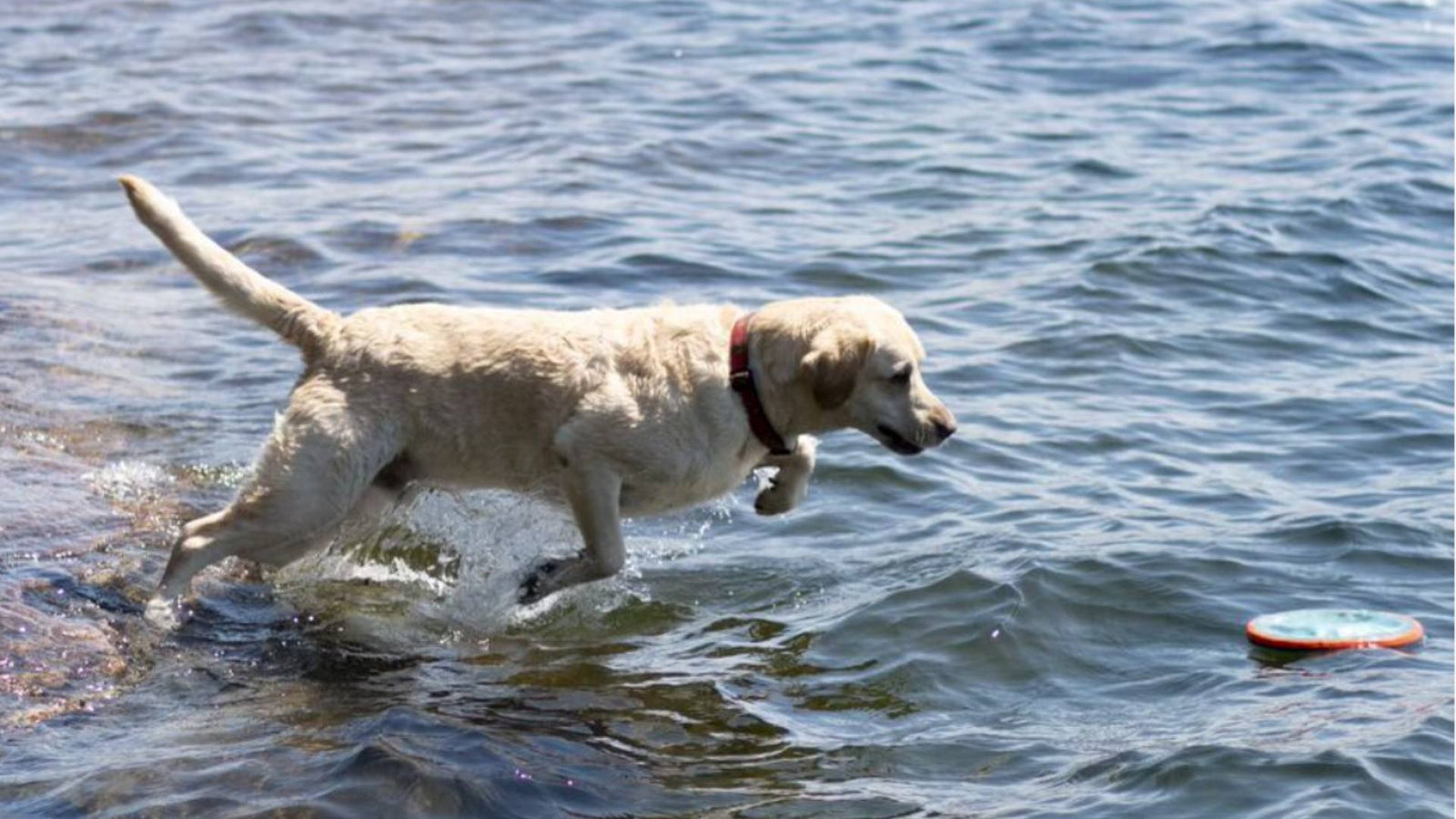 A lab runs in blue water to chase a frisbee, demonstrating safety tips at the beach.