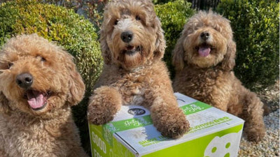 Three fluffy caramel colored dogs face the camera. The dog in the middle has his paws up on a green box of Get Joy's dog food and products. There are green bushes in the background.