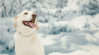 Can Dogs Experience the Seasonal Blues?