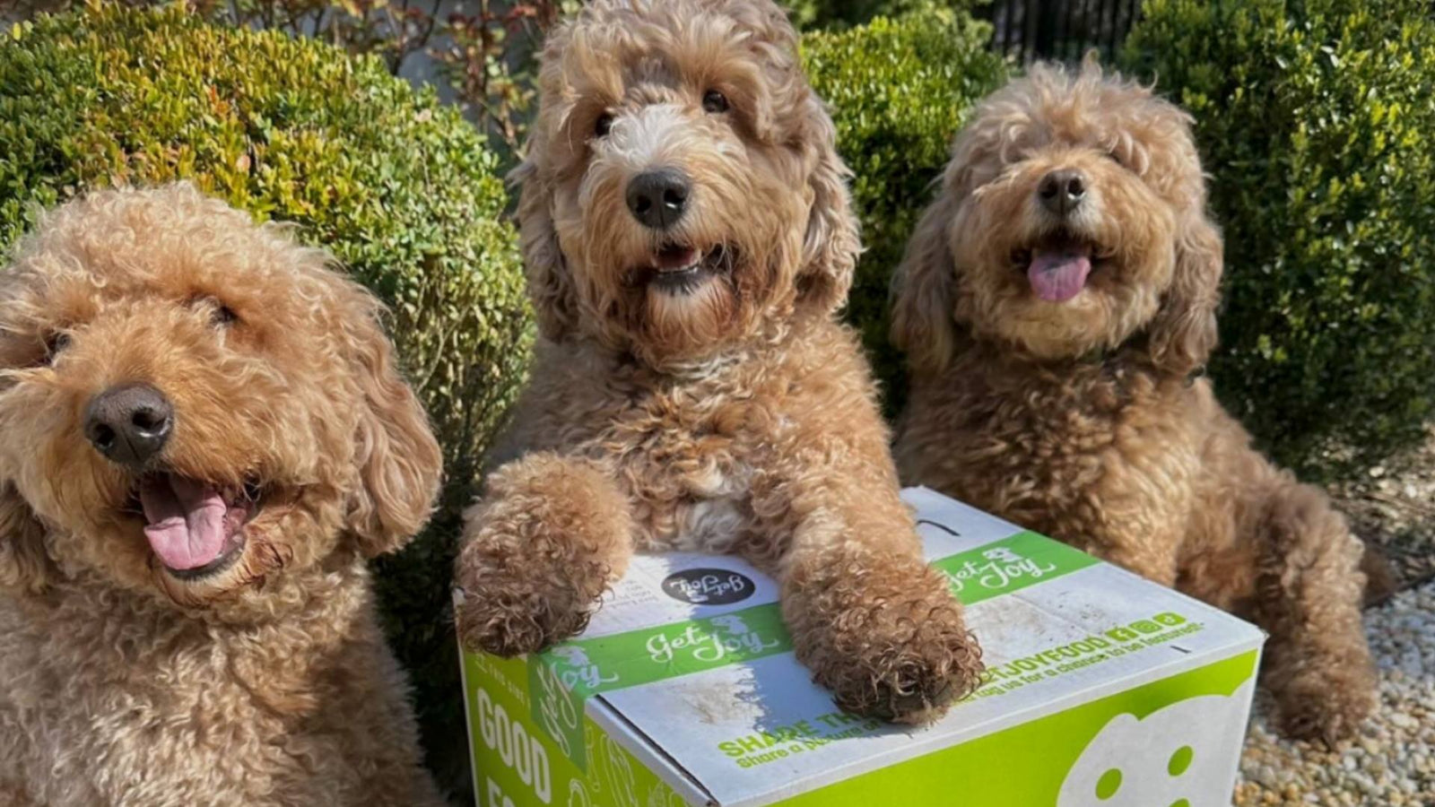 Three fluffy golden doodles sit next to each other outside in front of green shrubbery. The dog in the middle has his paws on a green and white box of Get Joy's dog products for nutrition.