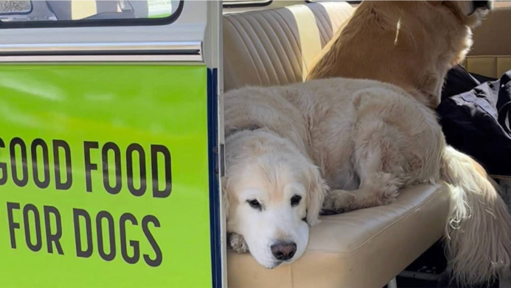 An aging senior dog sits in the backseat of a car. A green advertisement for Get Joy is on the outside of the car.