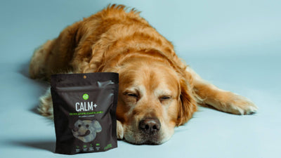 A golden retriever lays on the floor with his eyes closed. A bag of Get Joy's Calm+ Supplements are next to his head, and the background is blue.