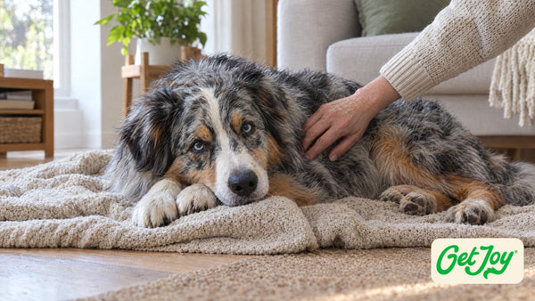Blue merle Australian Shepherd resting on a cream blanket while its owner gently pets its side