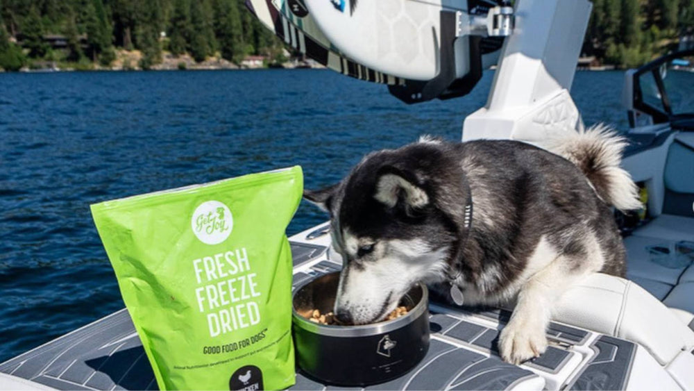 A husky service dog sits on a boat on the water and eat Get Joy's fresh freeze dried food.