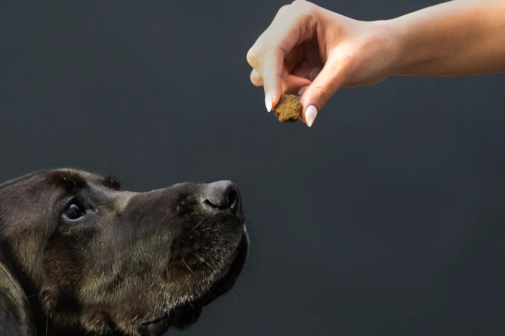 supplement being handed to dog