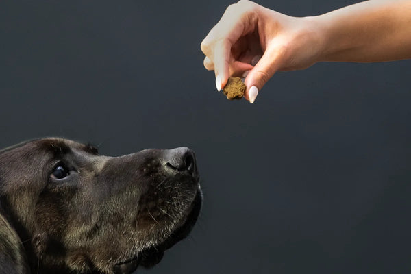 supplement being handed to dog
