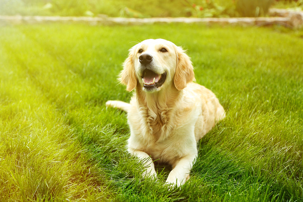 Tips For a Happier Dog this Summer