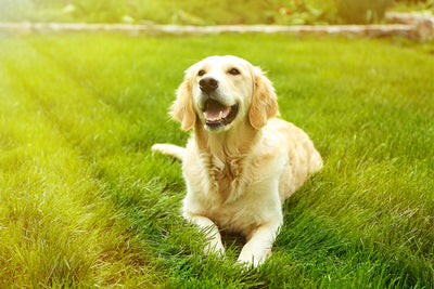 Tips For a Happier Dog this Summer