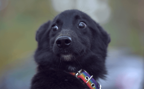 Anxious dog