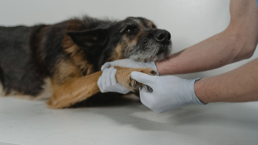 Signs of Arthritis in Dogs