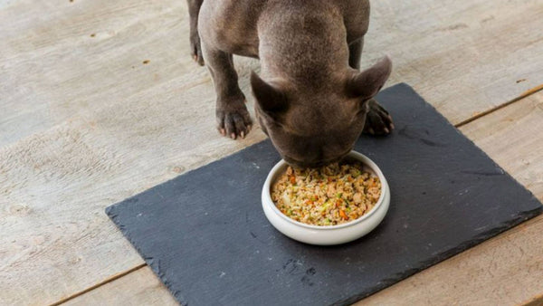 A small puppy eats fresh, nutrition food out of a white dog food bowl that sits on a black mat.