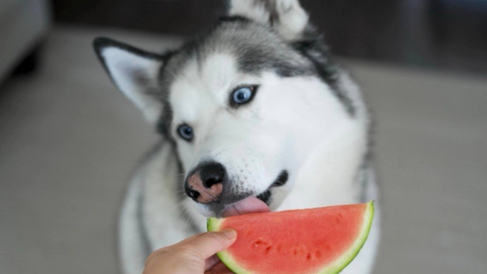 A Husky dog with bright blue eyes licks a bright slice of watermelon.