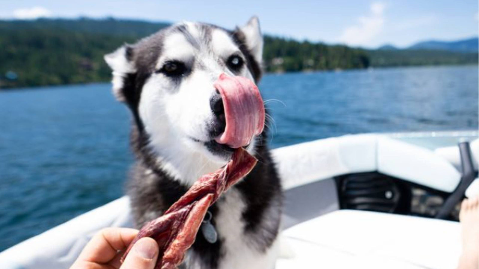 A Husky dog licks his nose and sniffs a chew stick. He is on a white boat that is out on a blue lake. Green trees line the lake in the background.