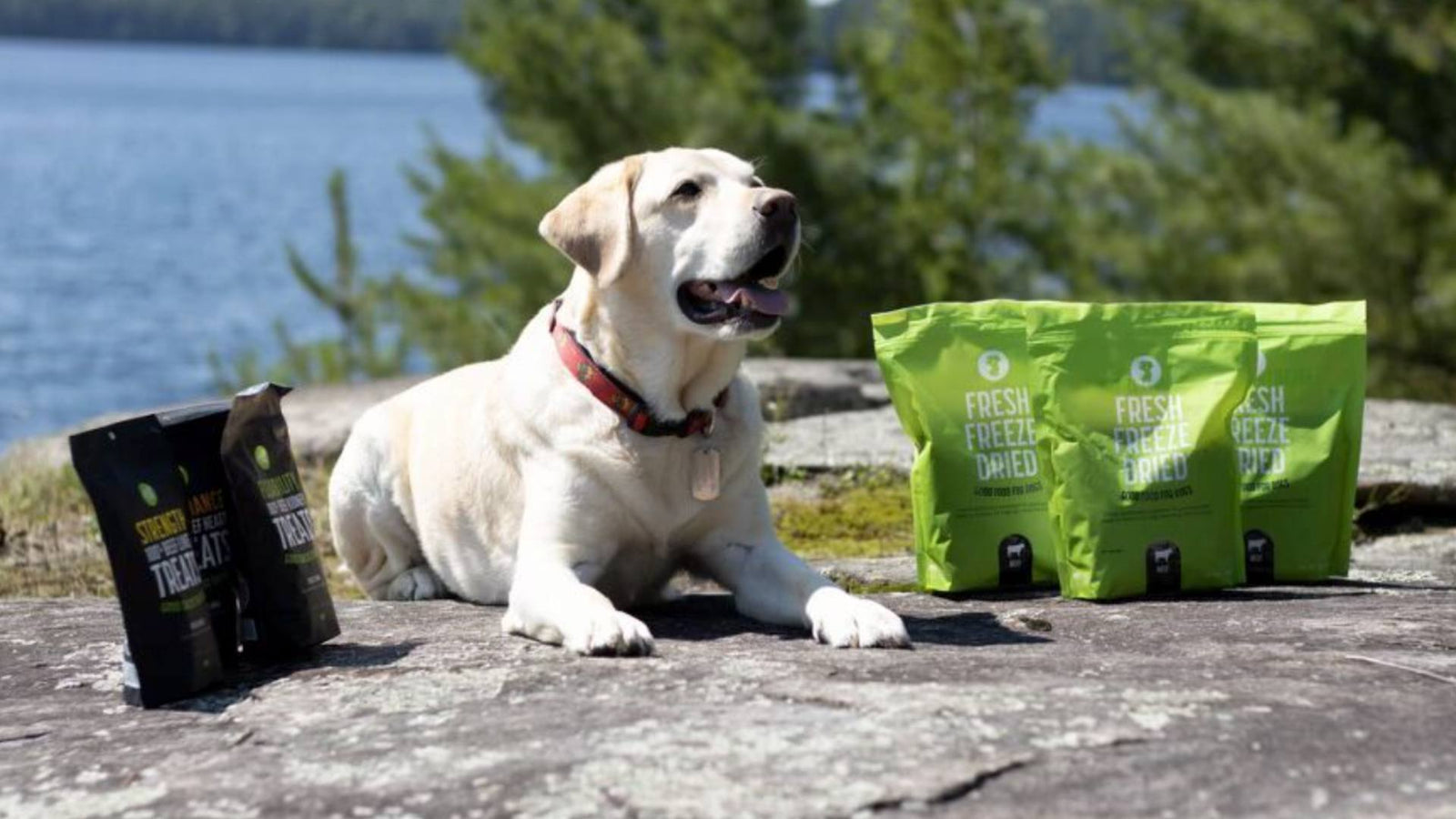 A white lab sits on a rock outside with greenery and a blue lake in the background. Three bags of Get Joy's fresh freeze dried food are displayed to the right, and two bags of Get Joy's dog treats are to the left.