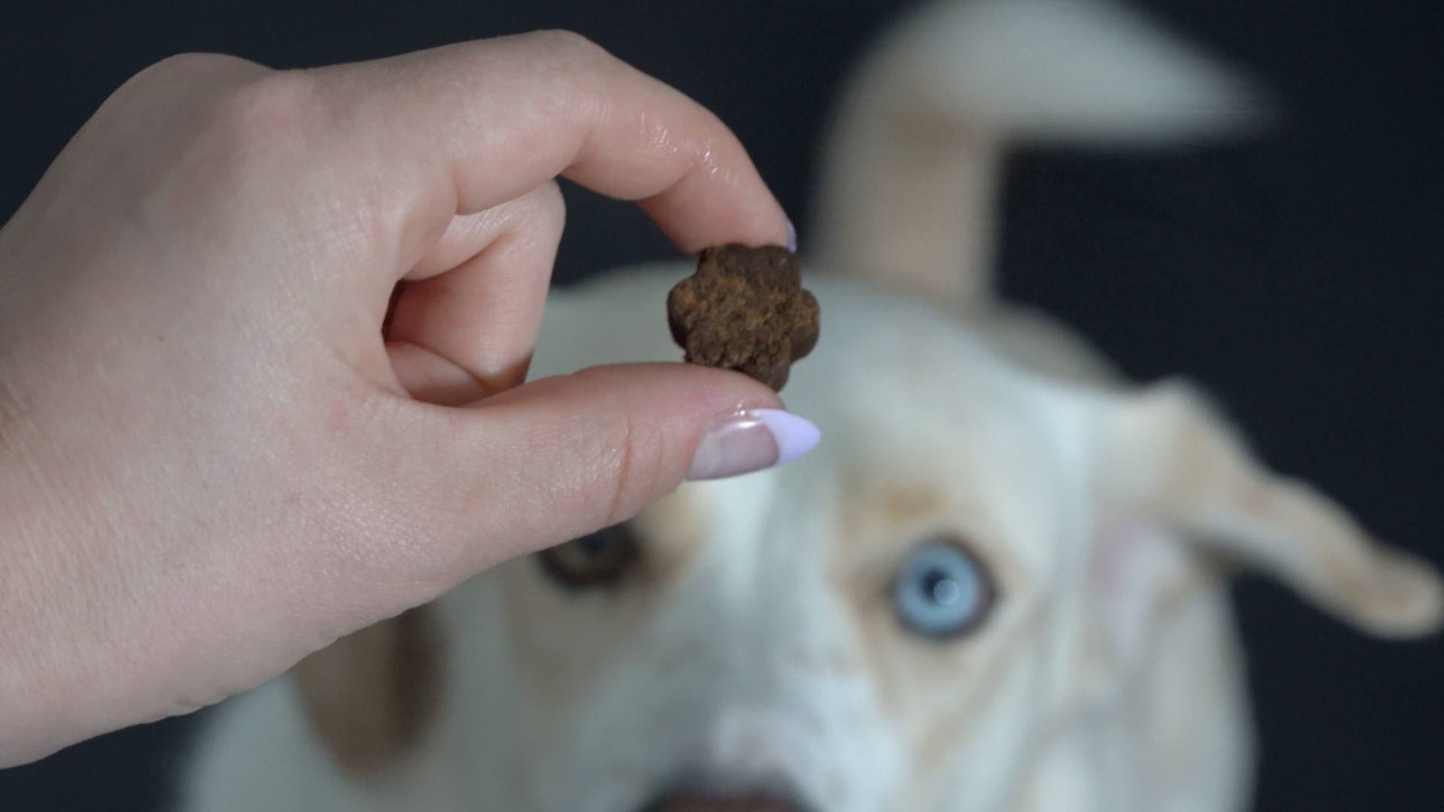 A light colored dog with blue eyes looks at a supplement in its owners hands, demonstrating the best dog supplements.