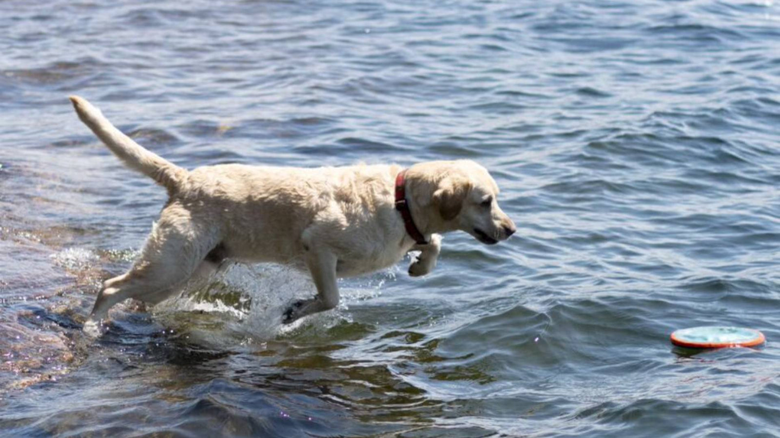 A white lab chases a frisbee into blue water, demonstrating a summer swimming session.