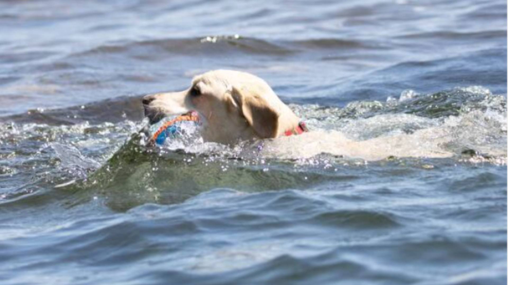 Did You Know Swimming Can Help Relieve Joint Pain for Senior Dogs ...