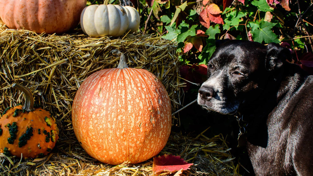 An older black dog sits in front of a bale of hay, demonstrating Thanksgiving festivities and dog food recipes.