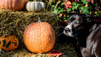 Thanksgiving Dog Food Recipes and Delights Your Pup Will Love