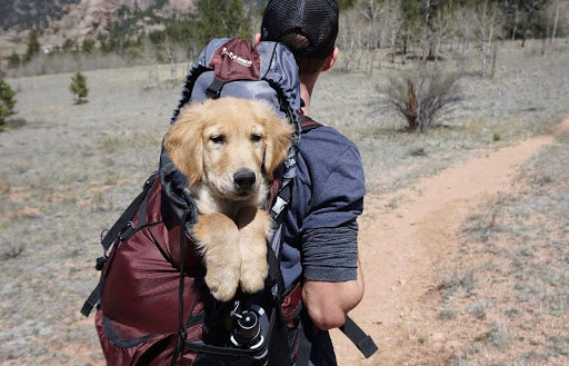 An adorable puppy peeks out of his owner's backpack on a hike. Picture demonstrates the adventures dogs can go on with The Fresh Plan!