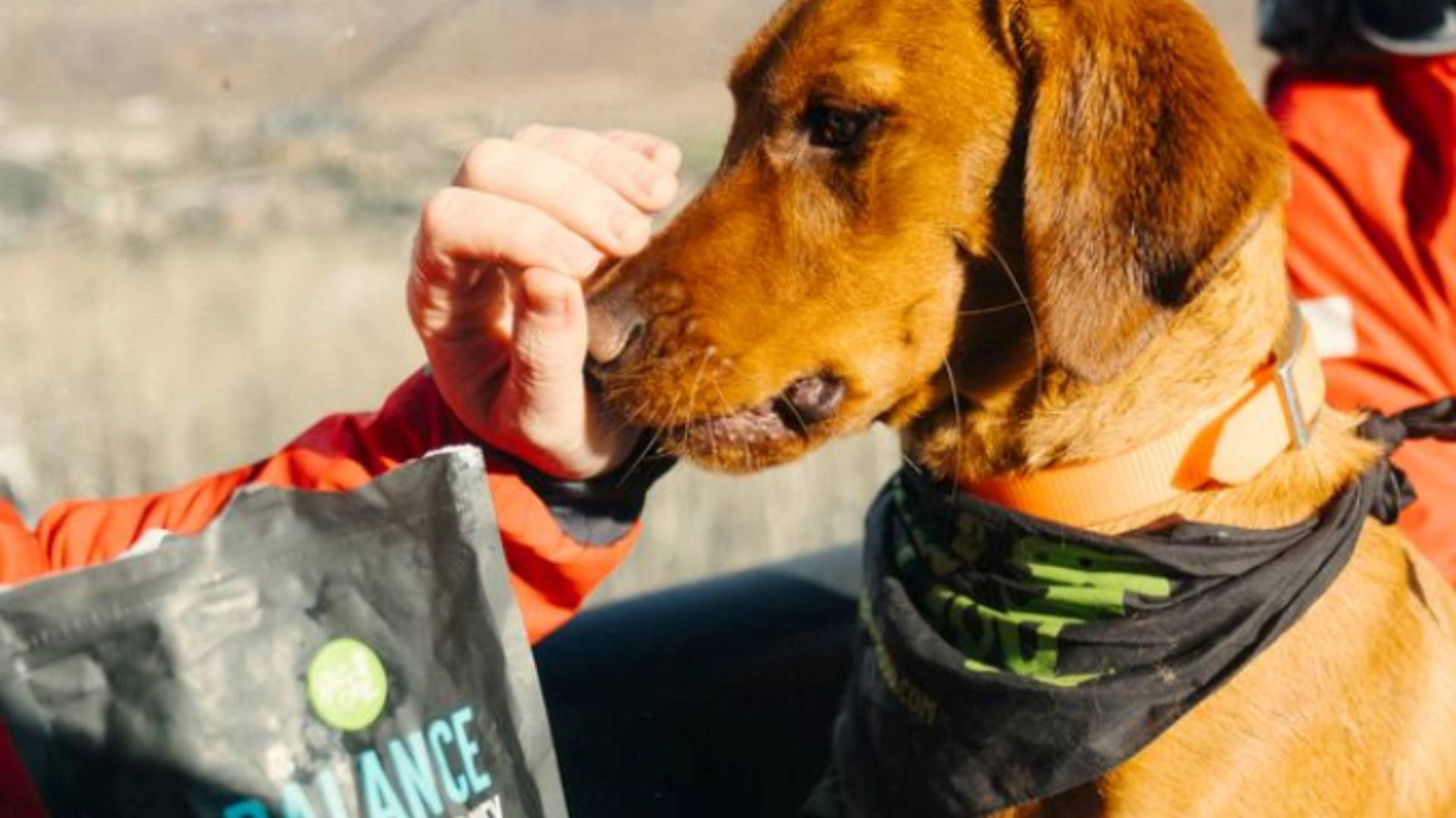 A dog patiently puts his nose up to his owners hand. A black bag of Get Joy's dog treats are displayed.