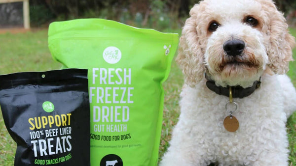 A white fluffy dog sits to the right of a black bag of Get Joy's dog treats and a green bag of fresh freeze dried dog food, demonstrating pet wellness.