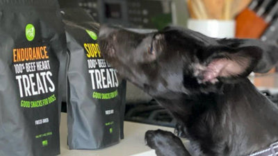 3 Delicious Dog Treats Recipes to Try This Spring