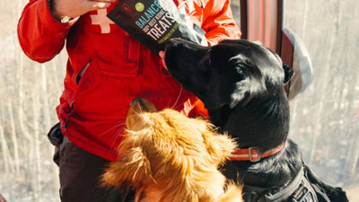 A Day in the Life of a Vail Avalanche Rescue Dog