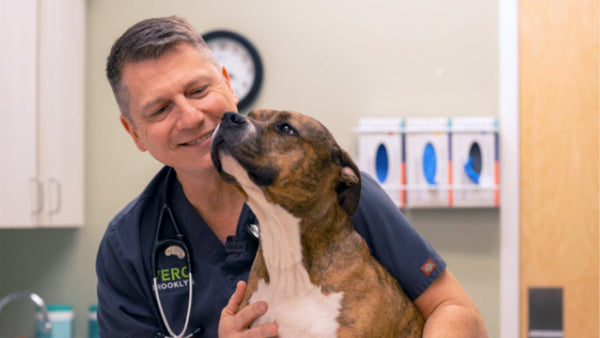 A man, who is a vet, smiles and holds a brown and white dog in a veterinary office.