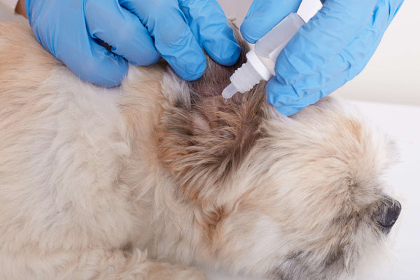 dog ear infection