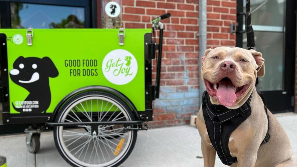 One tan pitbull stands smiling with his tongue out next to a lime green Get Joy food cart. This is demonstrating food with a healthy level of Vitamin A in dogs.