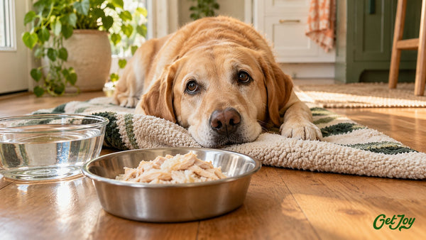 Dog resting beside a bowl of bland chicken and rice for an upset stomach