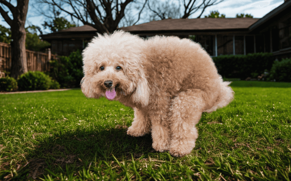 A small poodle dog pooping on the lawn in the yard