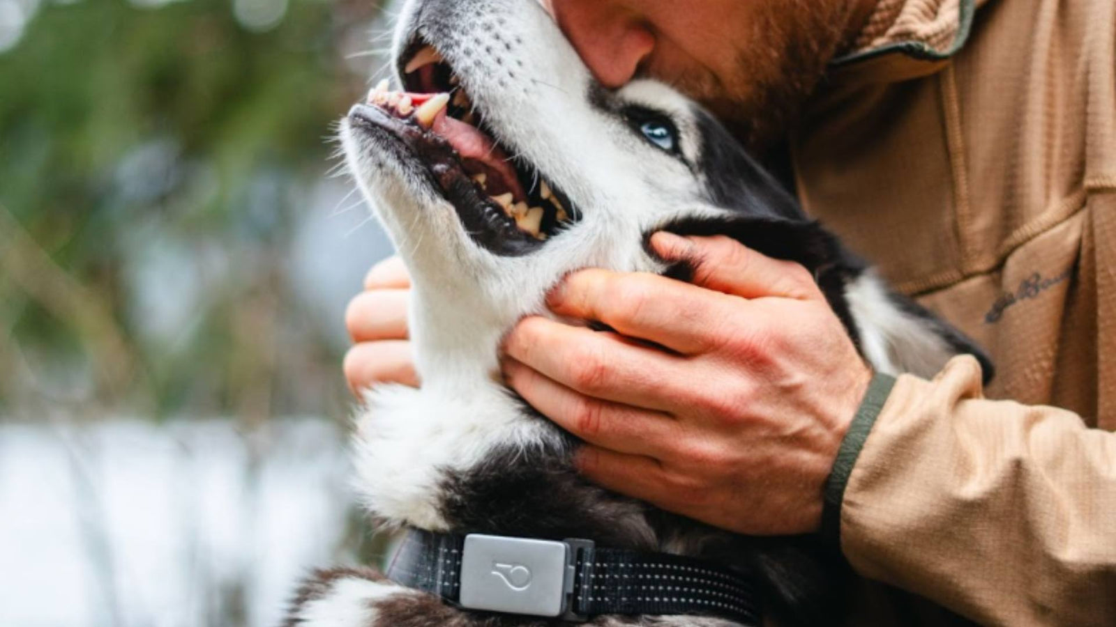 A man kisses the top of his Husky dog's head while the Husky dog looks up, displaying the X Whistle Collar, the smart collar by Get Joy.