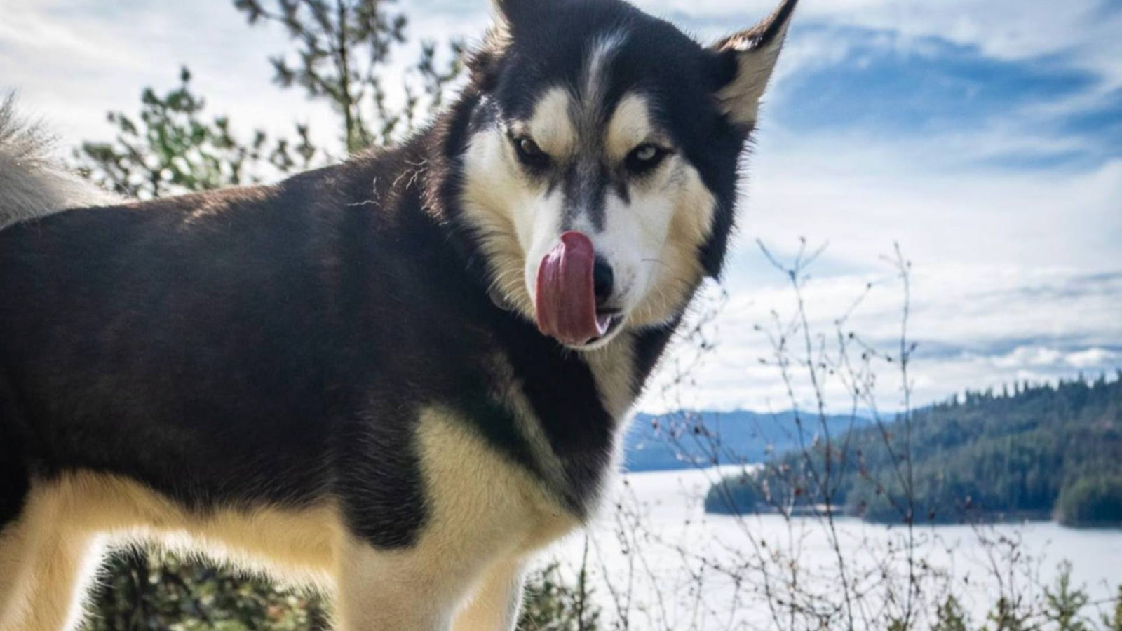 A Husky dog licks his nose and stands outside on a mountain, demonstrating winter coat care for dogs.