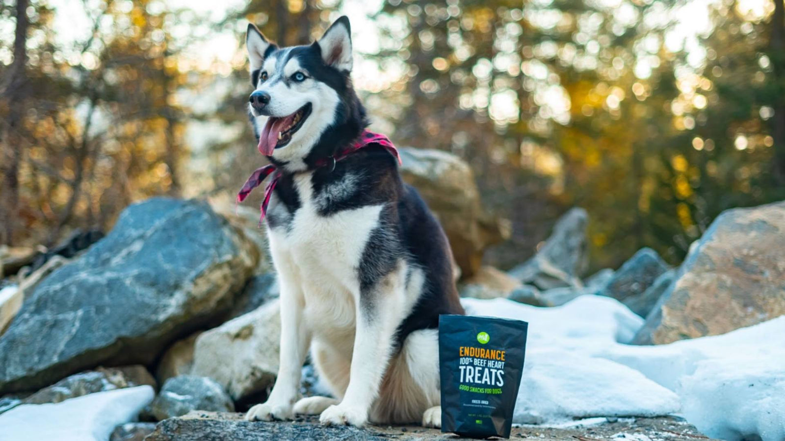 A husky dog sits on a rock outside in nature next to a bag of Get Joy dog treats.